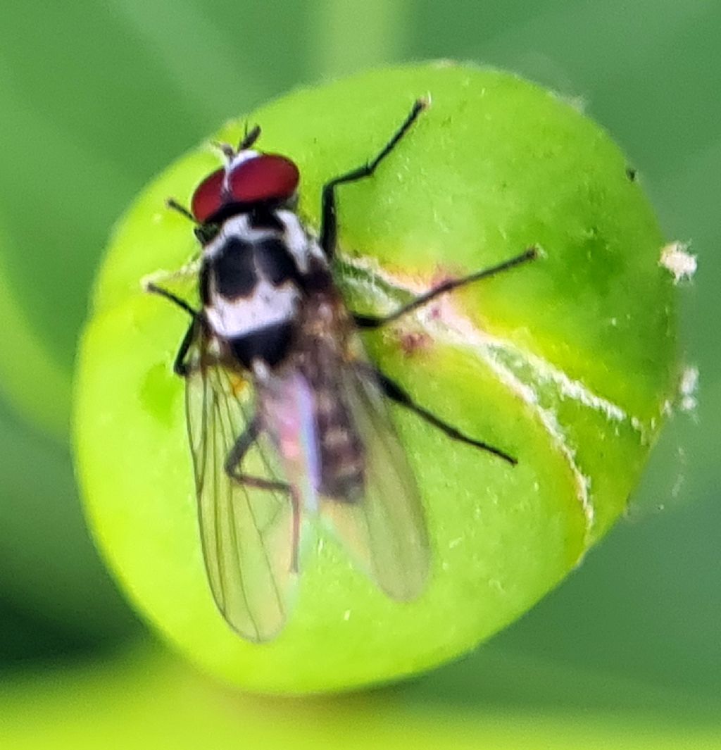 Anthomyiidae: Anthomyia cfr. procellaris, maschio